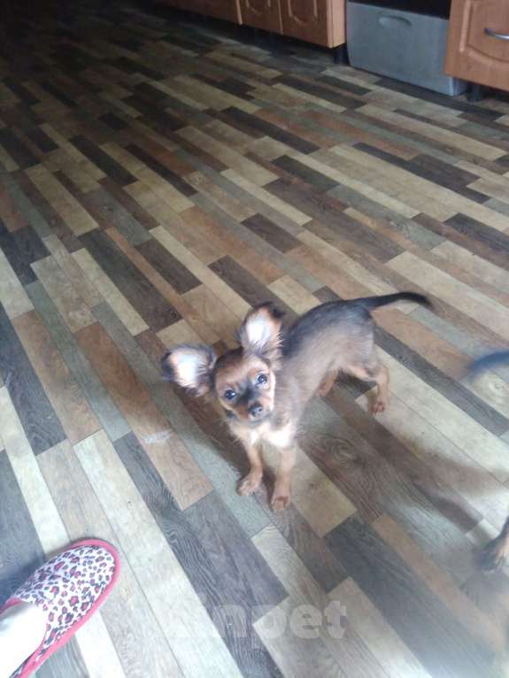 Собаки в Кыштыме: Русский той длинношёрстный щенок Мальчик, 25 000 руб. - фото 5