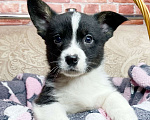 Собаки в Москве: Щенки вельш-корги кардиган Девочка, 30 000 руб. - фото 5