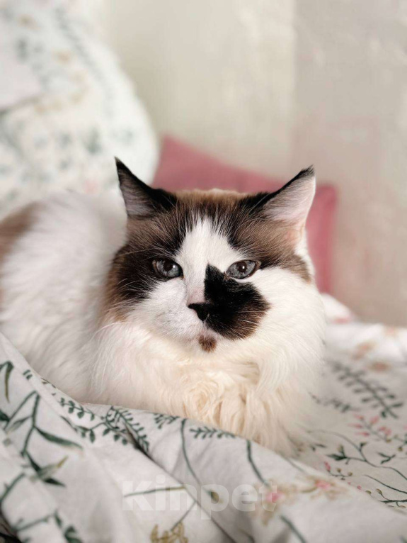 Кошки в Балашихе: Блум Девочка, Бесплатно - фото 1