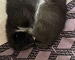 Кошки в Лобне: В добрые руки кошечка Дашка  Девочка, Бесплатно - фото 7