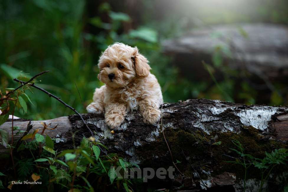 Собаки в Москве: Мальтипу F1 Мальчик, Бесплатно - фото 2