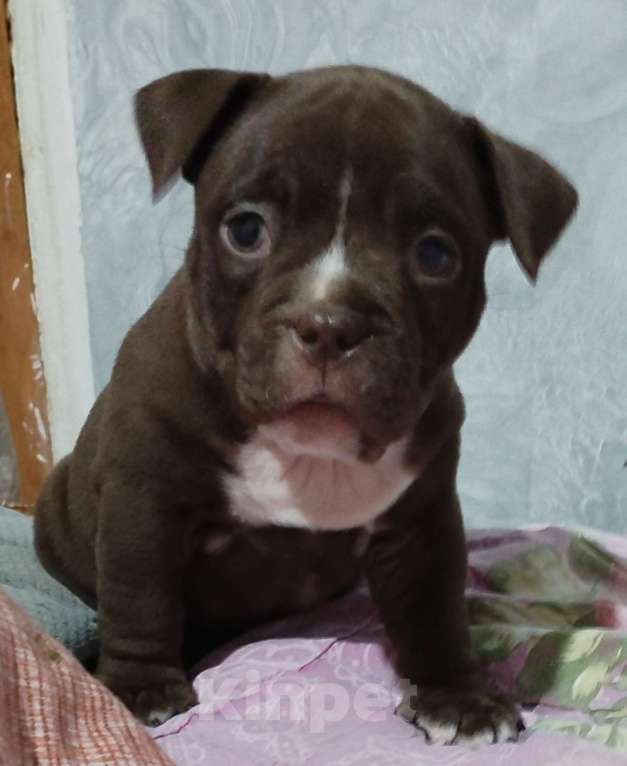 Собаки в других городах Ростовской области: Американский булли  Девочка, 90 000 руб. - фото 1