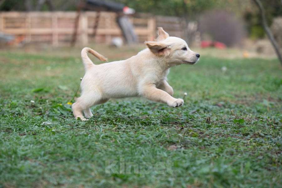 Собаки в Воронеже: Девочка золотистый ретривер  Девочка, 60 000 руб. - фото 8