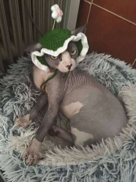 Кошки в других городах Московской области: Потерялся сфинкс в районе Ленинский район , дер. Дроздово Мальчик, 5 000 руб. - фото 1