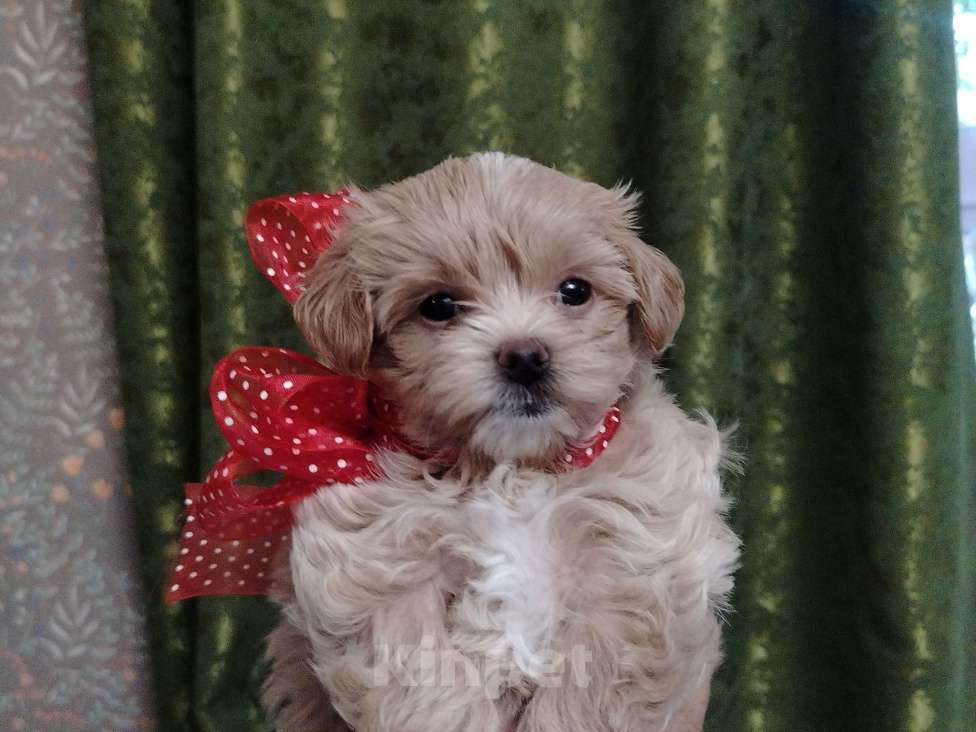 Собаки в Домодедово: Красатульки Девочка, 85 000 руб. - фото 2