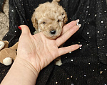 Собаки в Москве: Той пудель мальчик крошка Мальчик, 65 000 руб. - фото 3