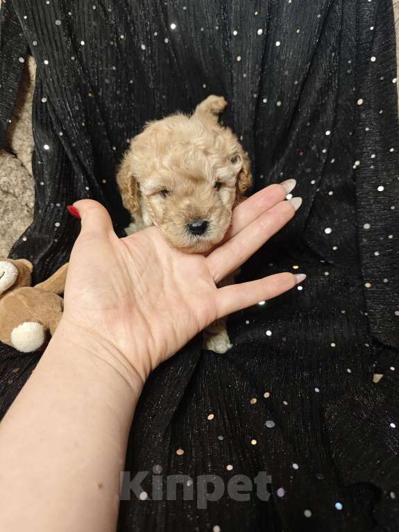 Собаки в Москве: Той пудель мальчик крошка Мальчик, 65 000 руб. - фото 3