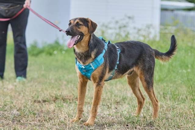 Собаки в Москве: Пелле - украл всю мамкину нежность Мальчик, Бесплатно - фото 5