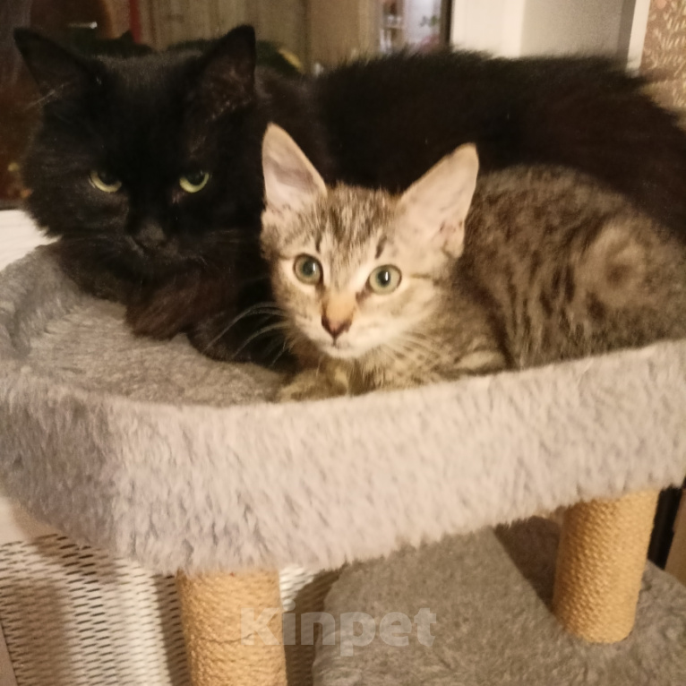 Кошки в Москве: Маша 2 месяца Девочка, Бесплатно - фото 4