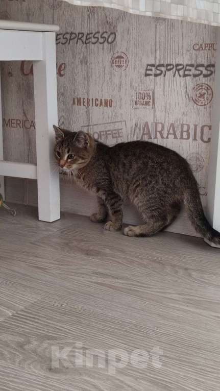 Кошки в Красногорске: Котенок Туман 5 месяцев ищет дом  Мальчик, Бесплатно - фото 3