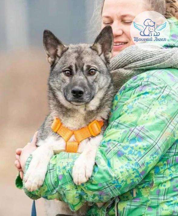 Собаки в Москве: Ника из приюта ищет дом! Девочка, Бесплатно - фото 3