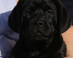 Собаки в Рыбинске: Черные мальчики лабрадорчики Мальчик, 60 000 руб. - фото 1