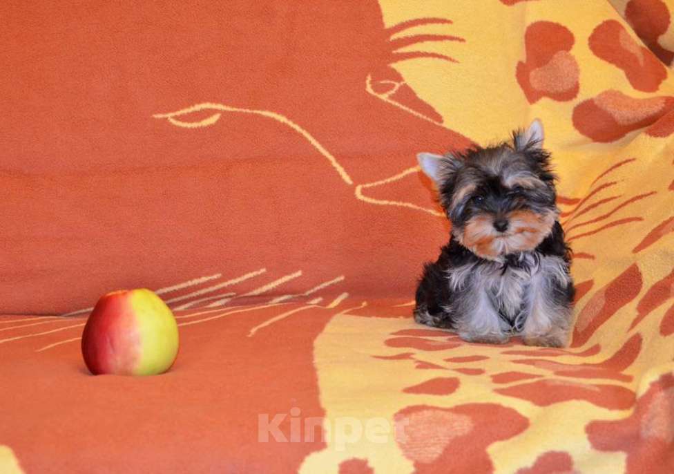 Собаки в Москве: Йоркширский терьер-маленькое чудо в доме Мальчик, 20 000 руб. - фото 2