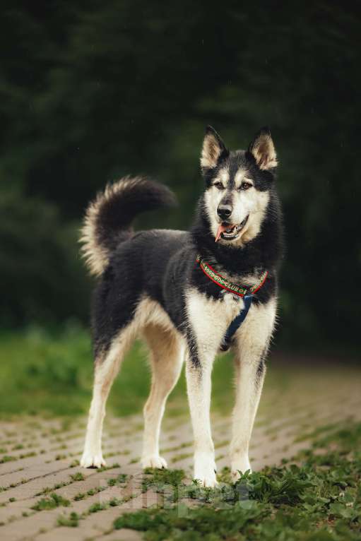 Собаки в Москве: Джой ждет свою семью Мальчик, Бесплатно - фото 4