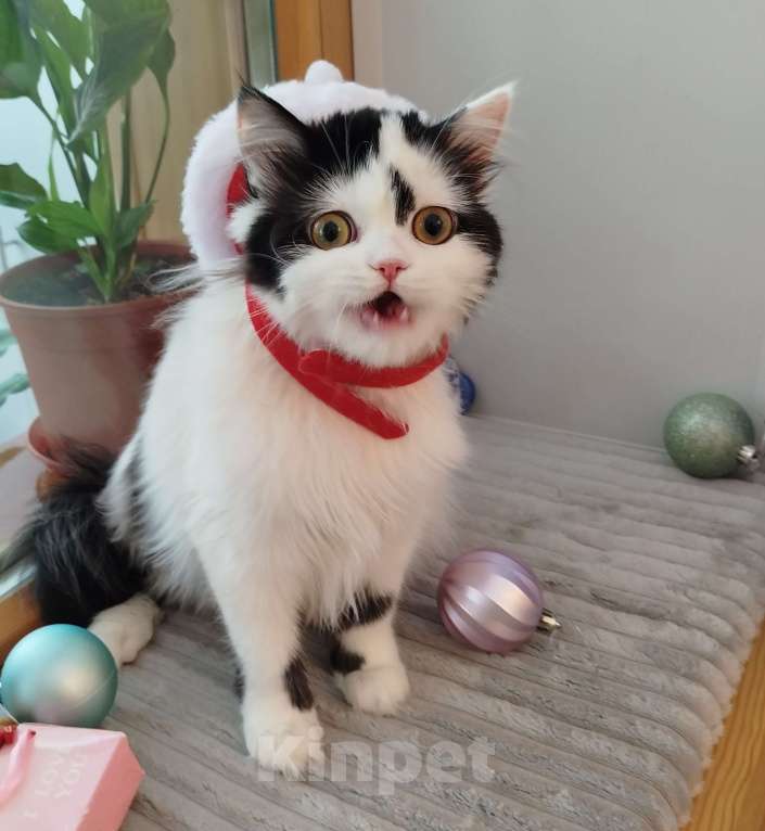 Кошки в Валдае: Котёнок шотландский, длинношестный Девочка, 30 000 руб. - фото 6