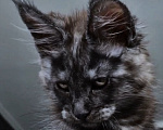 Кошки в Санкт-Петербурге: котенок мейн кун черный дым Мальчик, 100 000 руб. - фото 8