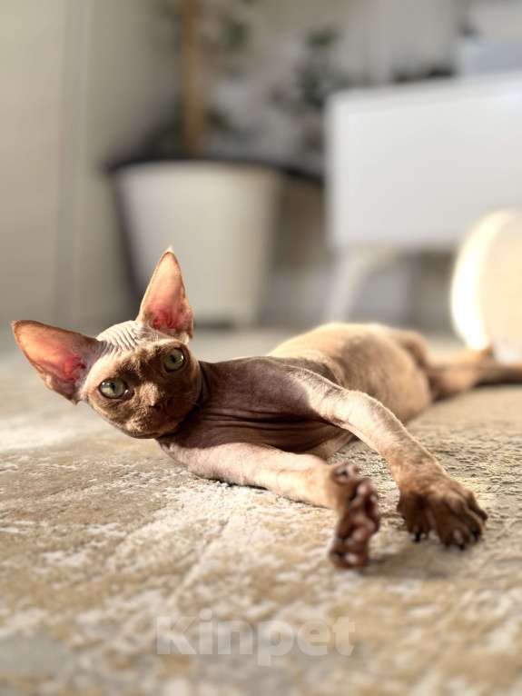 Кошки в Москве: Шоколадный мальчик Qwartz Queen  Мальчик, 50 000 руб. - фото 5