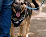 Собаки в Москве: Умнейшая собака Мира в добрые руки Девочка, Бесплатно - фото 2