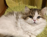 Кошки в Новосибирске: Пушистый котик Мальчик, 15 000 руб. - фото 3