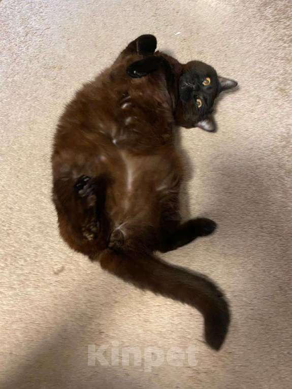 Кошки в Раменском: Отдам в добрые руки Мальчик, Бесплатно - фото 2