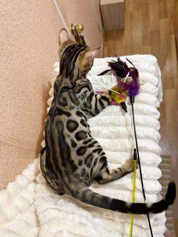 Кошки в Омске: Мегаласковый бенгальский котик  Мальчик, 55 000 руб. - фото 6