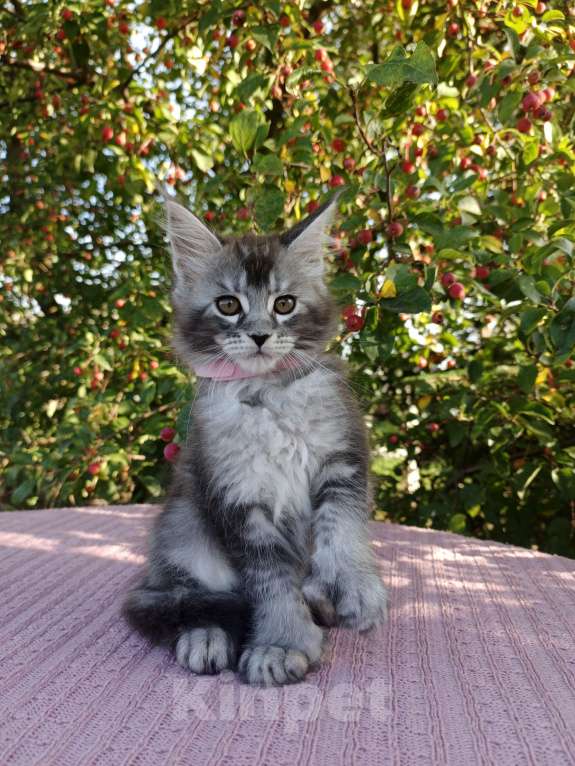 Кошки в Ярославле: Котёнок Поли-кун Девочка, 70 000 руб. - фото 4