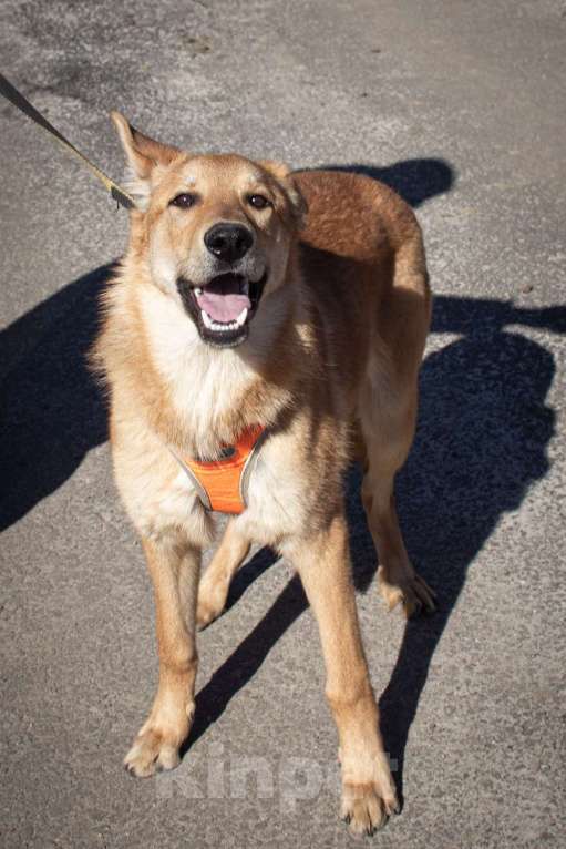 Собаки в Фрязино: Чудесный рыжик Рэм ищет дом  Мальчик, Бесплатно - фото 4