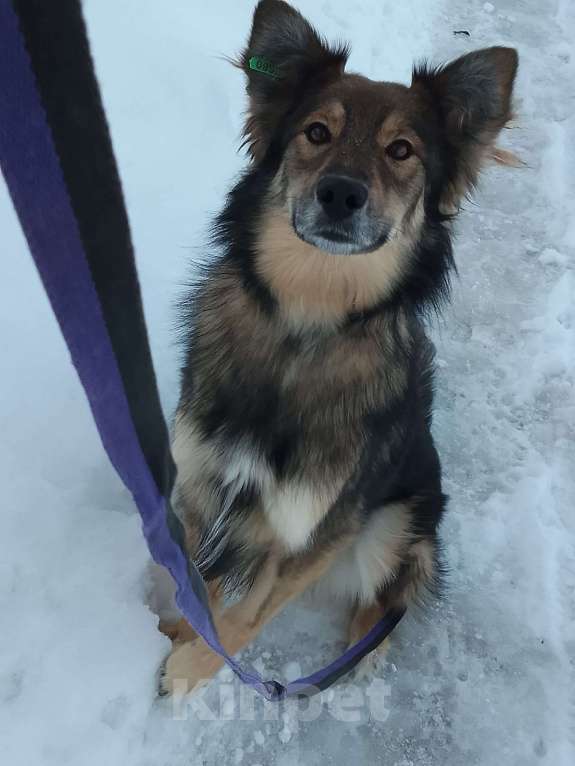 Собаки в Пензе: Молодая собачка в добрые руки Девочка, Бесплатно - фото 2