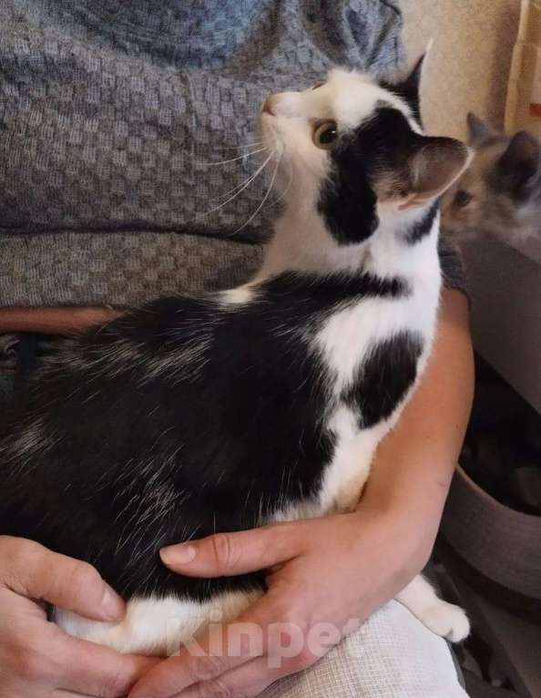 Кошки в Москве: Ласковая кошечка Муся 1,5 годика Девочка, 5 руб. - фото 3