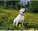 Собаки в Пензе: Вязка с шикарным лабрадором, Бесплатно - фото 2