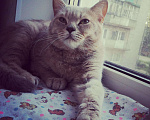 Кошки в Соколе: Ждём милых дам на вязку!!!, 1 000 руб. - фото 5