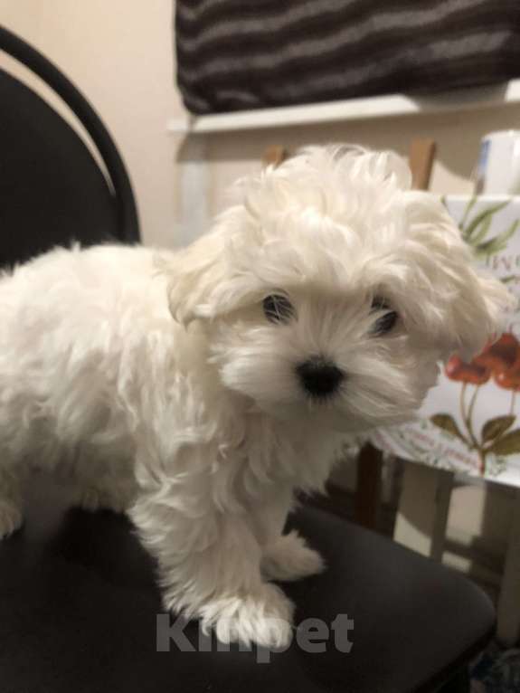 Собаки в Москве: Кудряшка Девочка, 60 000 руб. - фото 4