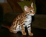 Кошки в других городах Краснодарского края: Азиатские леопардовые бенгальские котята Девочка, 80 000 руб. - фото 8