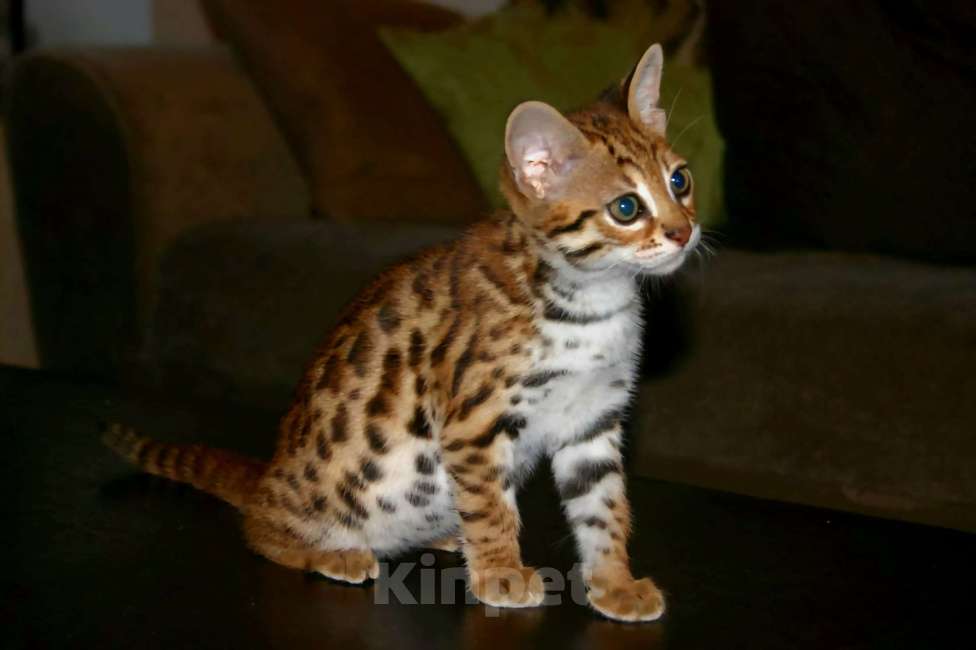 Кошки в других городах Краснодарского края: Азиатские леопардовые бенгальские котята Девочка, 80 000 руб. - фото 8