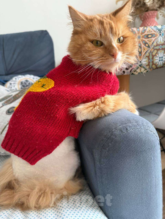 Кошки в Москве: Стильный Еремей ищет дом! Мальчик, Бесплатно - фото 1