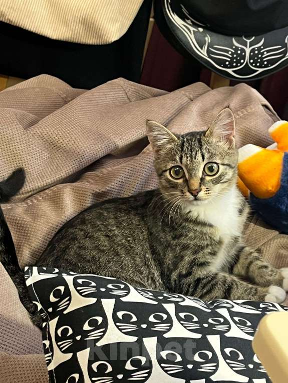 Кошки в Москве: Примите в семью замечательного спасенного котенка! Девочка, Бесплатно - фото 5