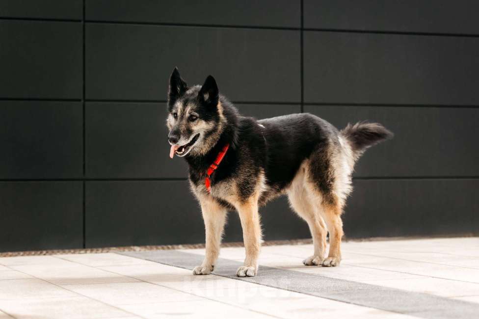 Собаки в Москве: Удивительная Крис ищет дом Девочка, Бесплатно - фото 5