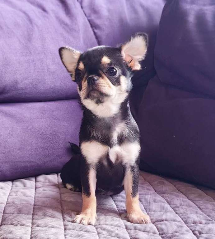 Собаки в Москве: Чихуахуа. Девочка. Мелкая. Девочка, 60 000 руб. - фото 1