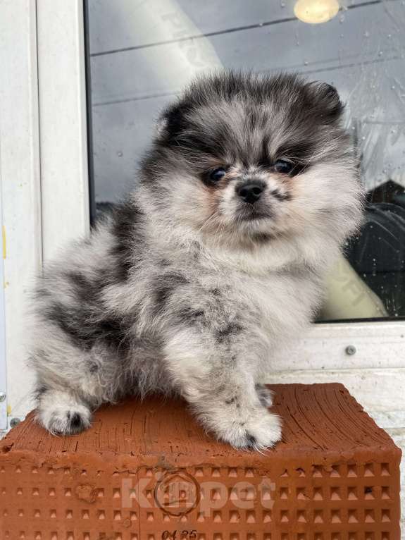 Собаки в Перми: Померанский шпиц от чемпиона с документами  Мальчик, 40 000 руб. - фото 9
