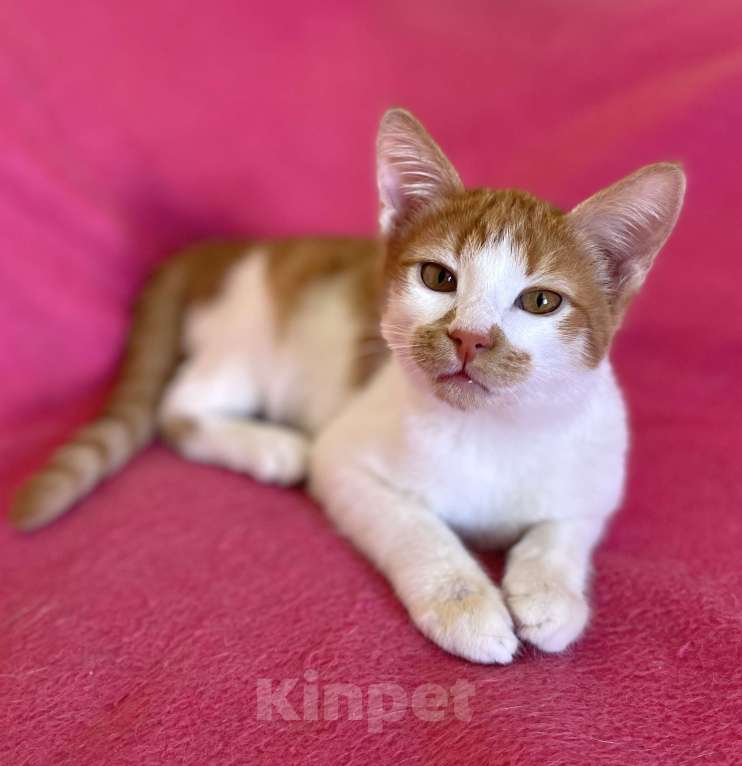 Кошки в Москве: Пончо в добрые руки Мальчик, Бесплатно - фото 2