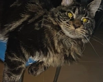 Кошки в Апрелевке: Котёнок мейн-Куна  Мальчик, 35 000 руб. - фото 1