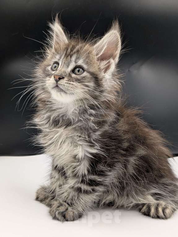 Кошки в Санкт-Петербурге: Мейнкун  Мальчик, 70 000 руб. - фото 3