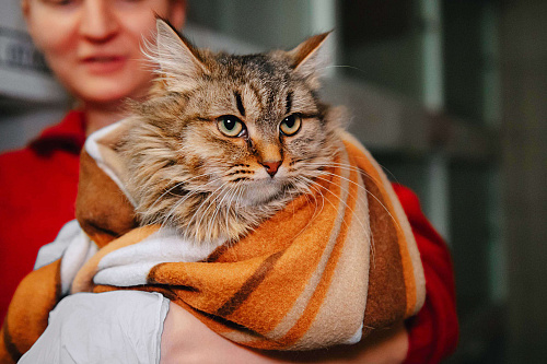 Скромный котик Изюм ждет своего человека!