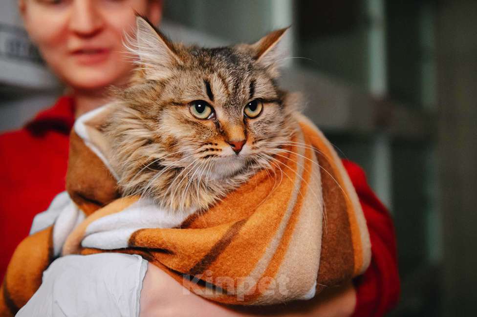 Кошки в Москве: Скромный котик Изюм ждет своего человека! Мальчик, Бесплатно - фото 1