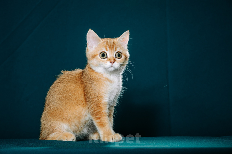Кошки в Братске: Золотой шотландский котенок Мальчик, 55 000 руб. - фото 2
