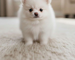 Собаки в Москве: Эксклюзивный Померанский шпиц (малый) | микро | девочка Девочка, 100 000 руб. - фото 3