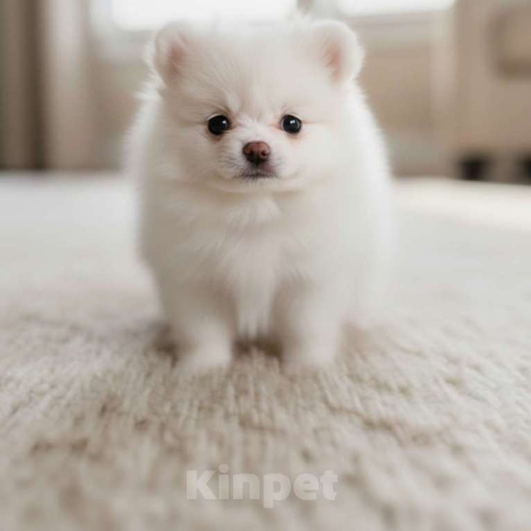 Собаки в Москве: Эксклюзивный Померанский шпиц (малый) | микро | девочка Девочка, 100 000 руб. - фото 3