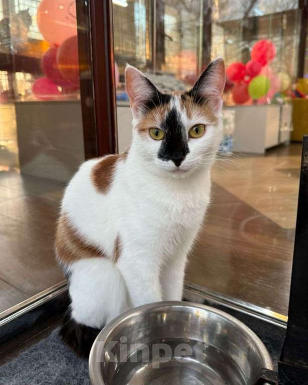 Кошки в Москве: Трехцветная кошечка с удивительным окрасом 🌸 Девочка, Бесплатно - фото 3