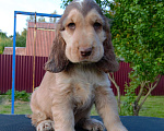 Собаки в Зеленограде: Английский кокер спаниель щенки Мальчик, 30 000 руб. - фото 7