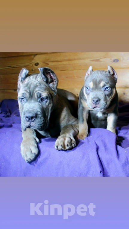 Собаки в других городах Ярославской области: Девочка -корсо Девочка, 100 000 руб. - фото 3